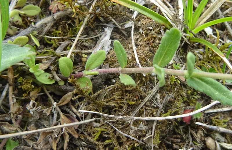 Veronica prostrata L. (Plantaginaceae)